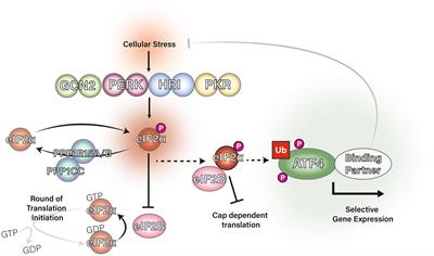 A stay of execution: ATF4 regulation and potential outcomes for the integrated stress response